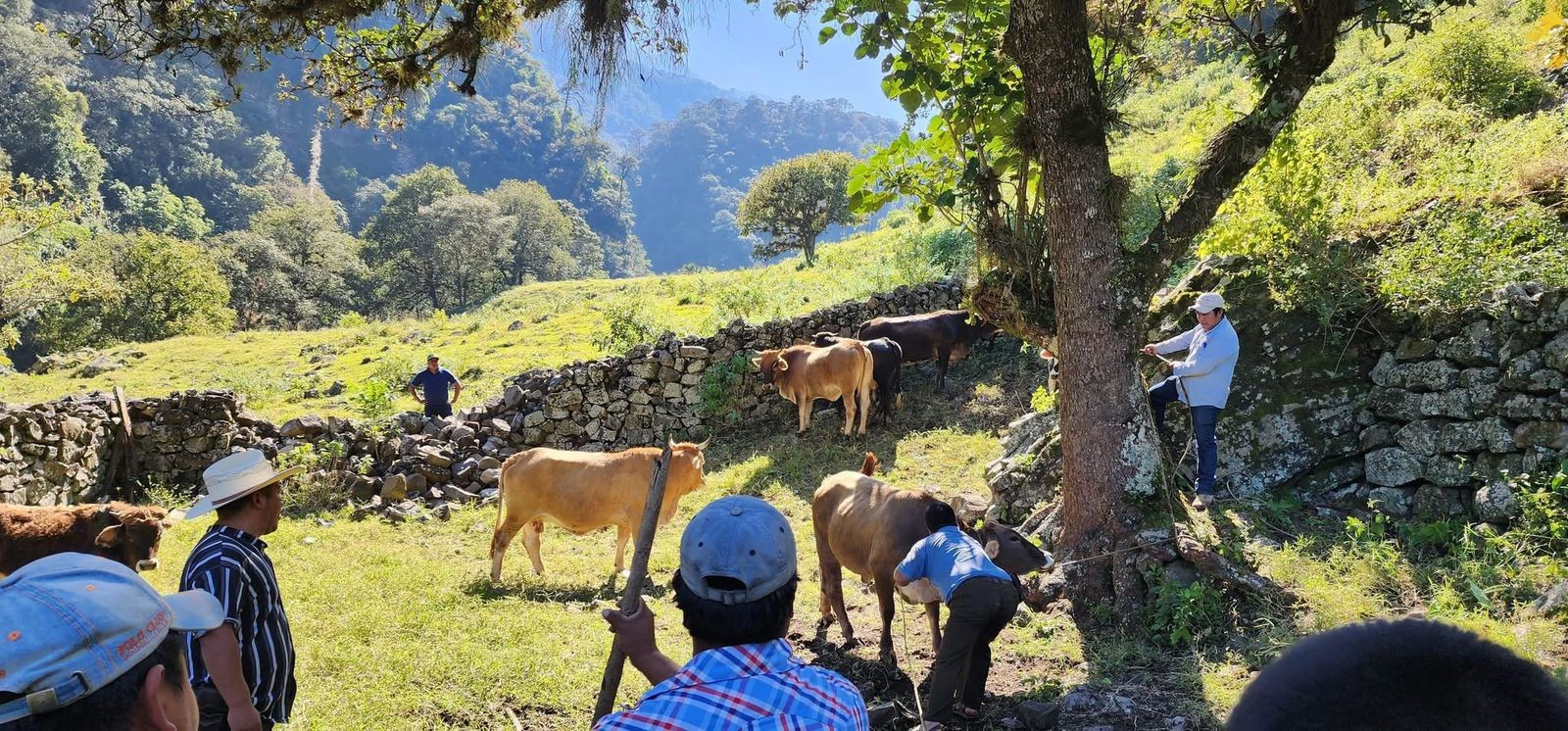 CAMPAÑA NACIONAL CONTRA LA RABIA EN BOVINOS Y ESPECIES GANADERAS